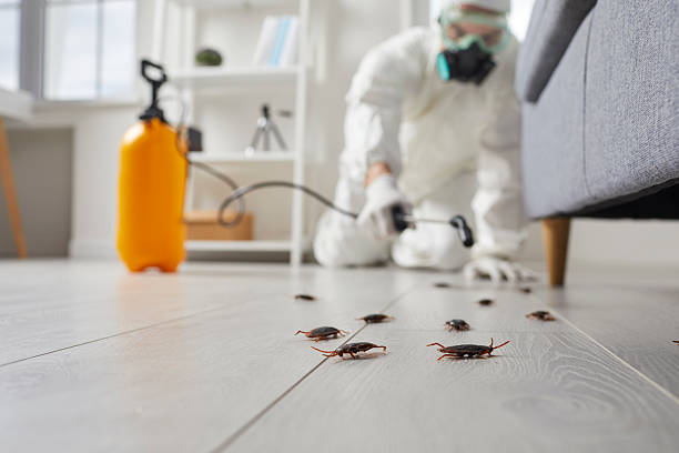 Post-Treatment Bed Bug Interceptor Monitoring in Vernon